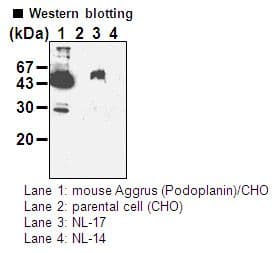 PDPN / Podoplanin Antibody (clone 8F11)