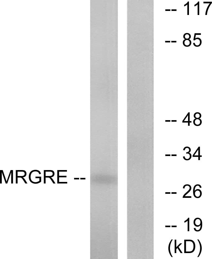 Polyclonal Rabbit anti-Human MRGPRE / MRGE Antibody (aa171-220, WB)