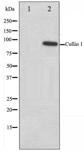 CUL1 / Cullin 1 Antibody