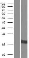 LITAF Protein (Over-Expression Lysate Myc-DDK (Flag))
