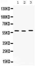 CAP1 Antibody