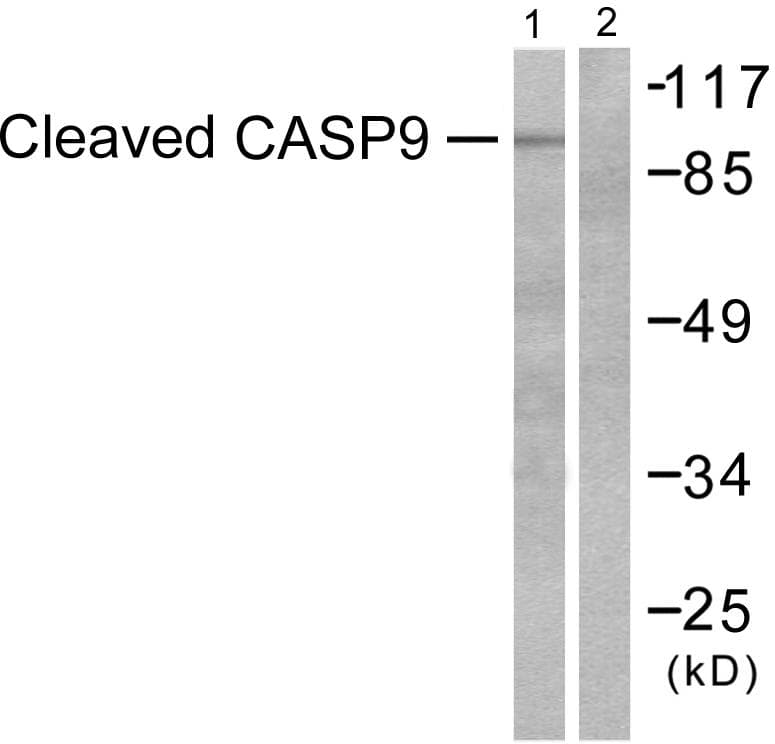CASP9 / Caspase 9 Antibody (Cleaved-Asp315)