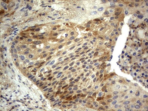 Monoclonal Mouse anti-Human BID Antibody (clone UMAB139, IHC, WB)