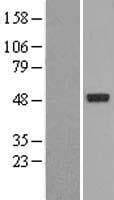 Human NR1I2 / PXR Protein (Over-Expression Lysate Myc-DDK (Flag))