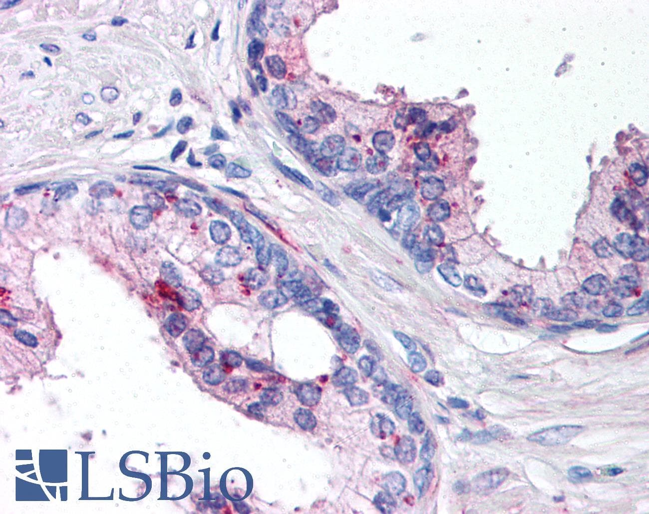 IHC-plus™ IL24 Antibody (aa100-150)