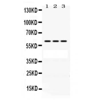 POT1 Antibody (aa195-234)