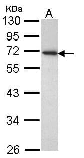 CD177 Antibody