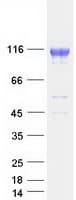 Human ABCG1 Protein (Recombinant Myc-DDK (Flag))
