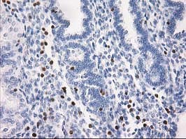 STAT4 Antibody (clone OTI 1H3)