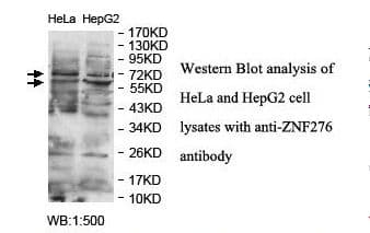 ZNF276 Antibody (aa175-385)