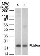 BBC3 / PUMA Antibody