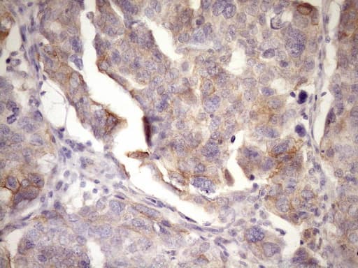 GLOD2 / MCEE Antibody (clone OTI6A1)