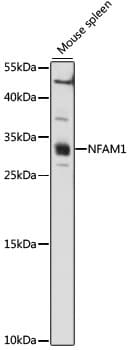 Polyclonal Rabbit anti-Human NFAM1 Antibody (WB)