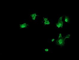 TRMT2A Antibody (clone OTI1H8, Carrier-free)