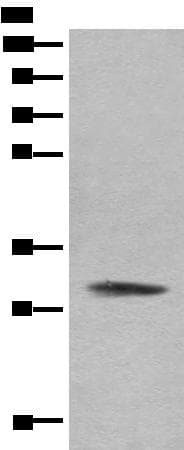 COMT Antibody