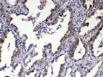 CCN3 / NOV Antibody
