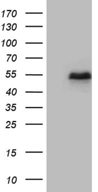 LHX2 Antibody (aa220-406, clone OTI3D3)