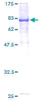 Human UHRF1BP1L / KIAA0701 Protein (Recombinant GST)
