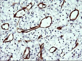 IDO1 / IDO Antibody (clone OTI2G4)