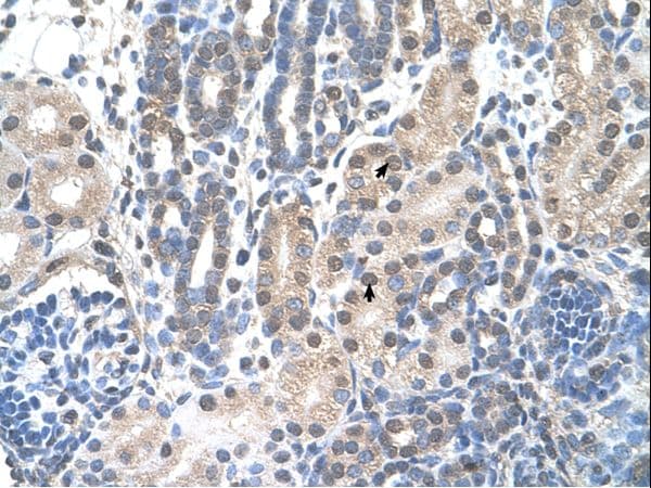 FAM174B Antibody (C-Terminus)