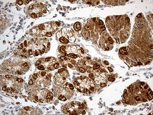 ATP5I Antibody (clone OTI1E6)