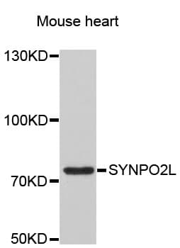 SYNPO2L Antibody