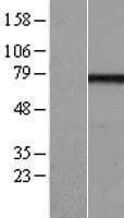 EFHC1 Protein (Over-Expression Lysate Myc-DDK (Flag))