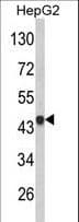VPS26A / VPS26 Antibody (aa263-291)