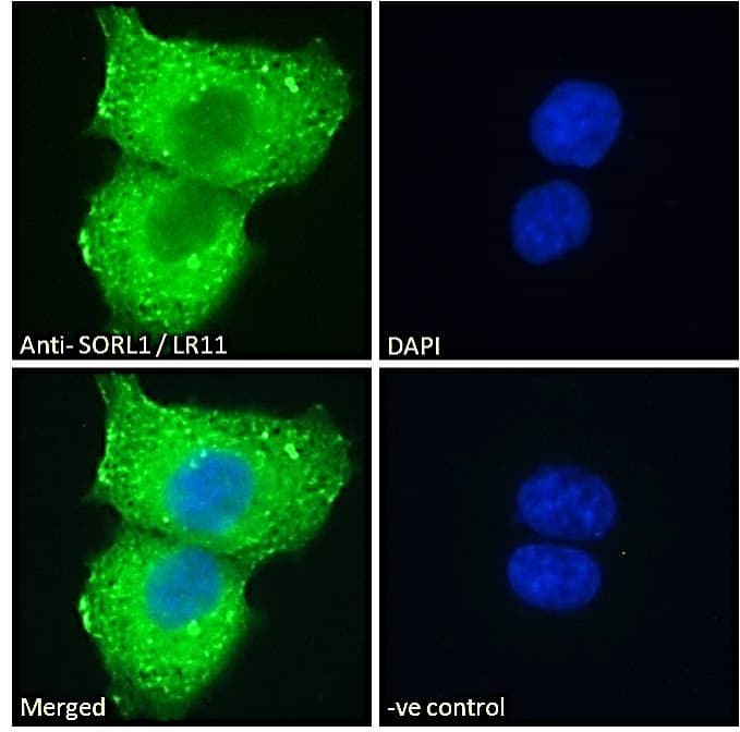 Polyclonal Goat anti-Human SORL1 Antibody (aa2203-2214, IF)