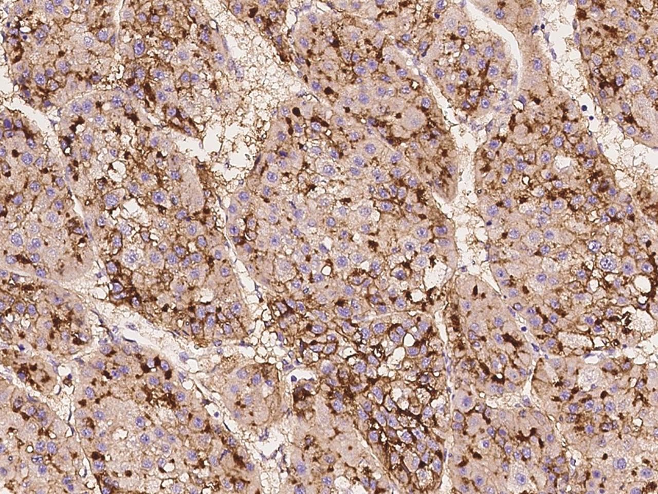 ANPEP / CD13 Antibody (clone 422, Preservative Free)