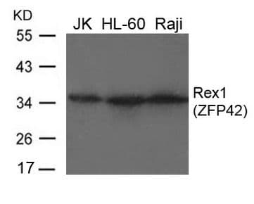 Polyclonal Rabbit anti-Human ZFP42 / REX-1 Antibody (WB)