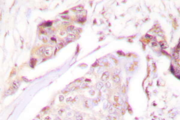 Ubiquitin Antibody (Ala46)