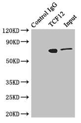 TCF12 / HEB Antibody (aa443-682)