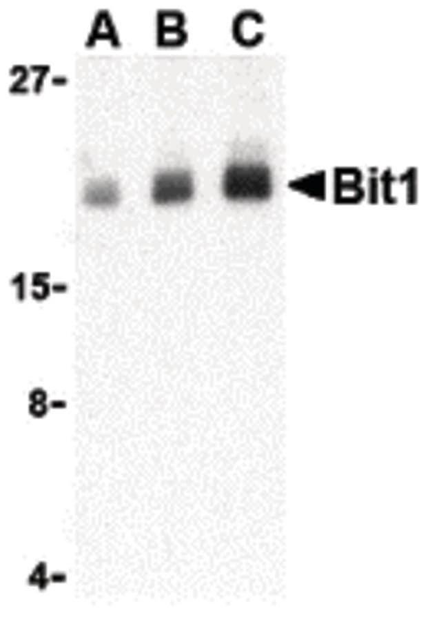 PTRH2 / BIT1 Antibody