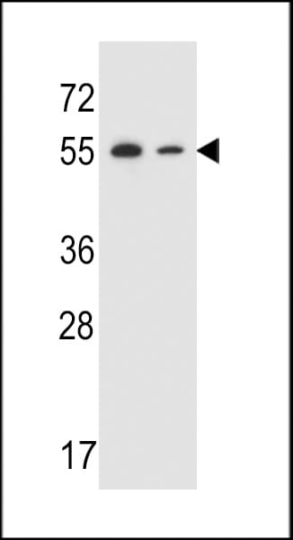 TRIM7 Antibody (aa67-95)