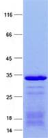 Human RFX5 Protein (Recombinant His, N-Terminal)