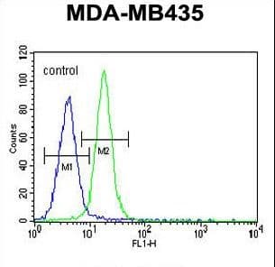LIN28A / LIN28 Antibody