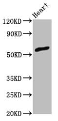 ZNF703 Antibody