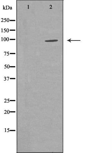PIWIL1 / PIWI Antibody