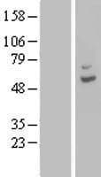 Human CPA6 / Carboxypeptidase A6 Protein (Over-Expression Lysate Myc-DDK (Flag))