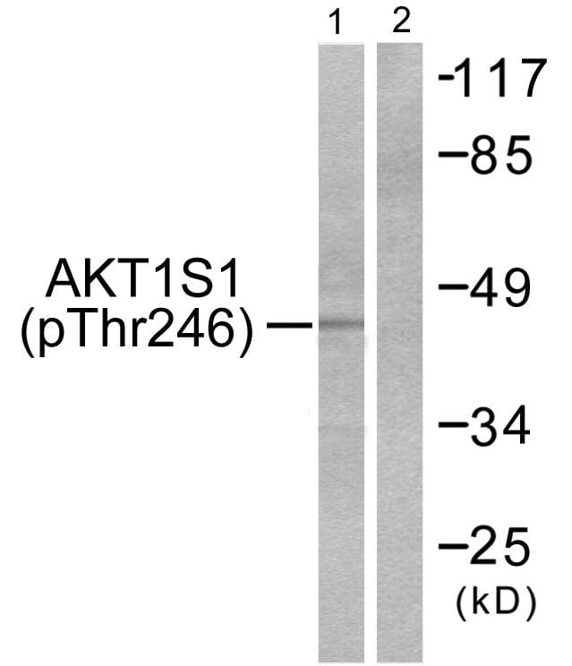 AKT1S1 / PRAS40 Antibody (phospho-Thr246)