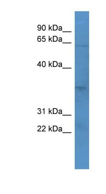 OR2J2 Antibody (aa231-280)