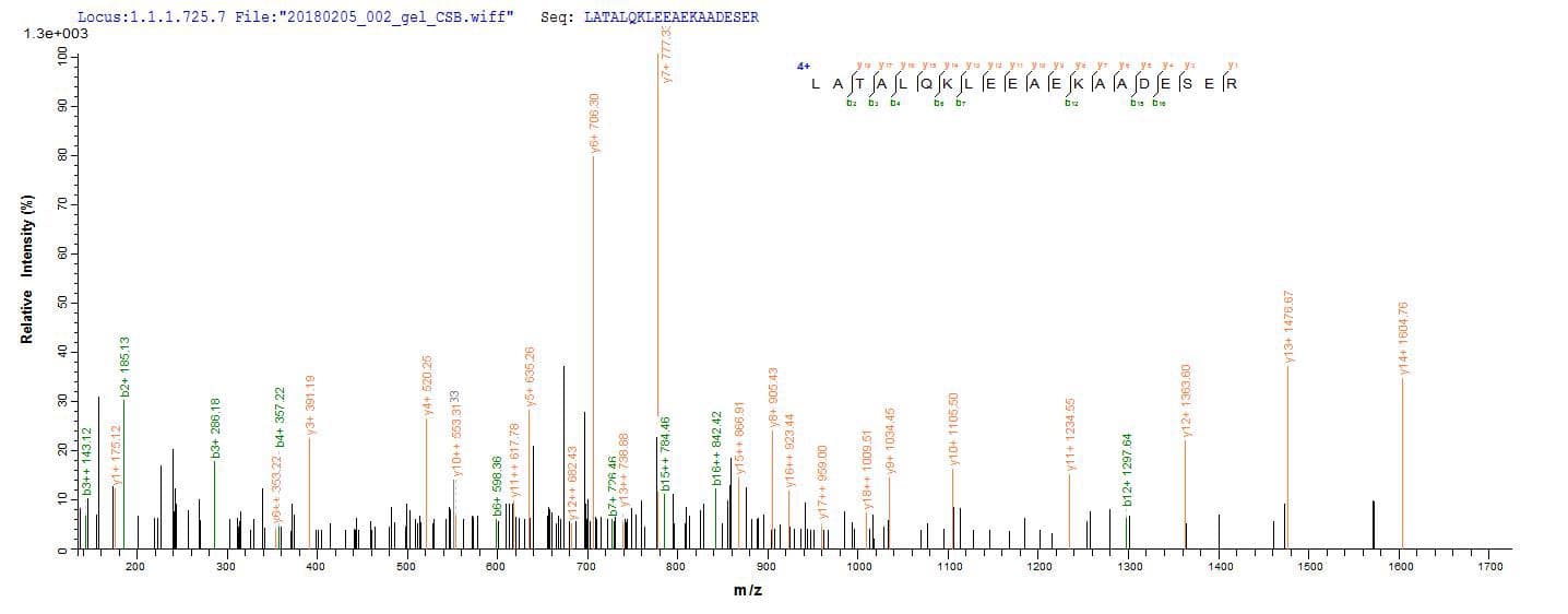 Rabbit TPM1 / Tropomyosin Protein (Recombinant 10His, N-terminus + Myc, C-terminus)