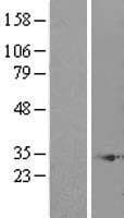 ENKUR Protein (Over-Expression Lysate Myc-DDK (Flag))