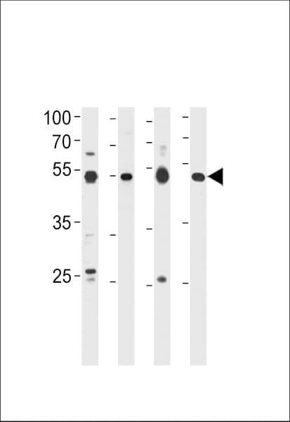 HINFP Antibody (aa317-346)