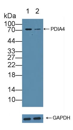 PDIA4 / ERP72 Antibody (aa505-636)