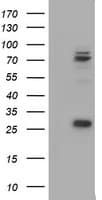 CNOT4 / CLONE243 Antibody (clone OTI1G3)