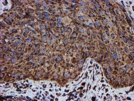 PDIA4 / ERP72 Antibody (clone OTI2A11)