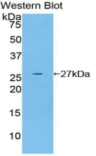 GSTM4-4 / GSTM4 Antibody (aa18-215, Cy3)
