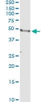 IHC-plus™ CD177 Antibody (clone 4C4)